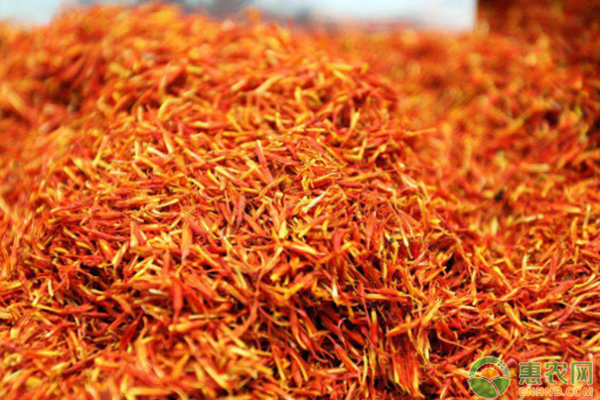 中草藥紅花如何栽培？-圖片版權(quán)歸惠農(nóng)網(wǎng)所有