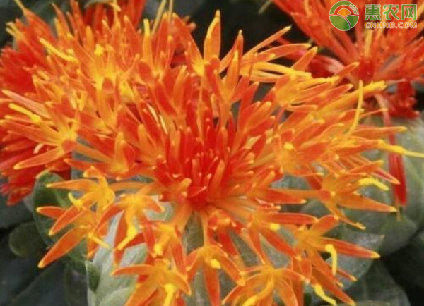 中草藥紅花如何栽培？-圖片版權(quán)歸惠農(nóng)網(wǎng)所有