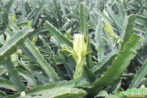 食藥兩用的霸王花如何種植？-圖片版權(quán)歸惠農(nóng)網(wǎng)所有