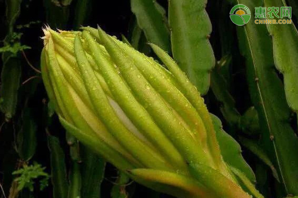 食藥兩用的霸王花如何種植？-圖片版權(quán)歸惠農(nóng)網(wǎng)所有