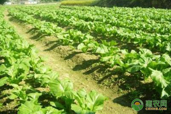 芥菜的种植时间及方法-图片版权归惠农网所有