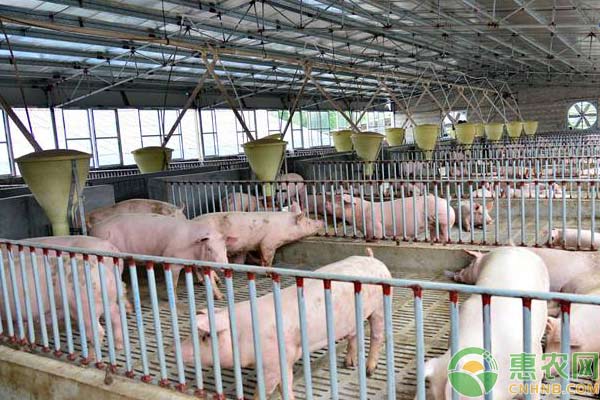 食醋在养猪上的8大妙用-图片版权归惠农网所有