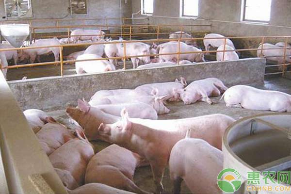 食醋在养猪上的8大妙用-图片版权归惠农网所有