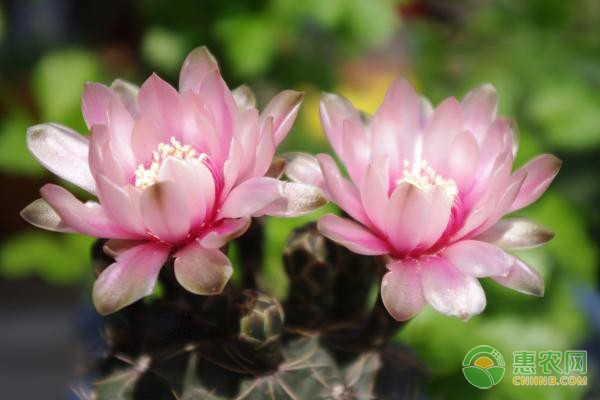 緋花玉的繁殖方法及注意事項(xiàng)-圖片版權(quán)歸惠農(nóng)網(wǎng)所有