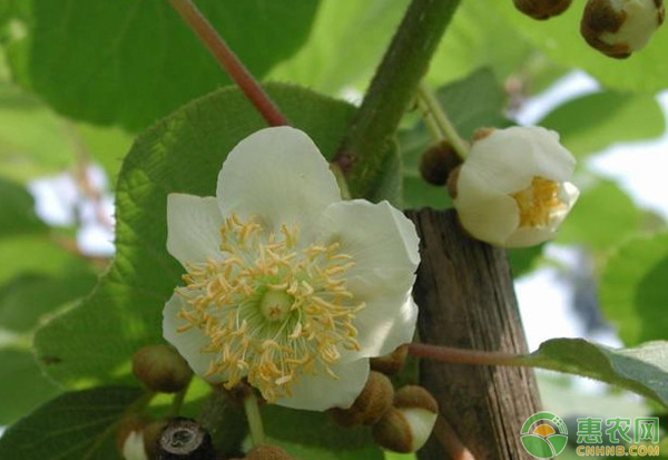 春季獼猴桃園要如何科學(xué)管理？-圖片版權(quán)歸惠農(nóng)網(wǎng)所有