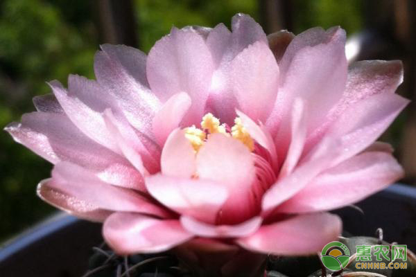 緋花玉的繁殖方法及注意事項(xiàng)-圖片版權(quán)歸惠農(nóng)網(wǎng)所有