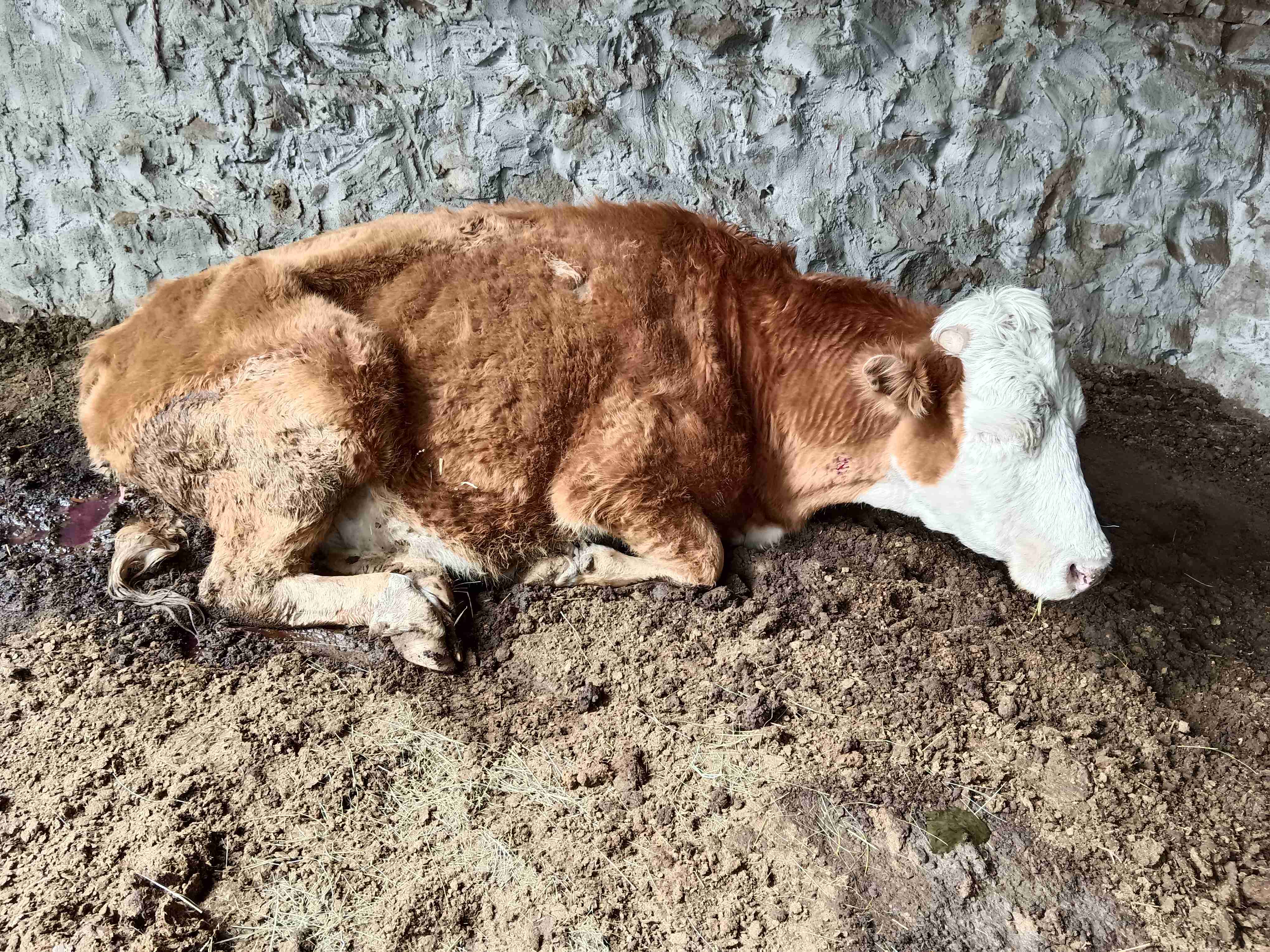 牛肚子胀以为是牛食物堵住了后调犊出现肛门进气水门流尿吭哧喘出气撅