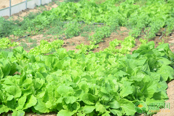 奶油小白菜的种植管理技术-图片版权归惠农网所有