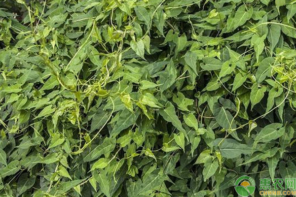 何首乌与油菜如何套种？-图片版权归惠农网所有
