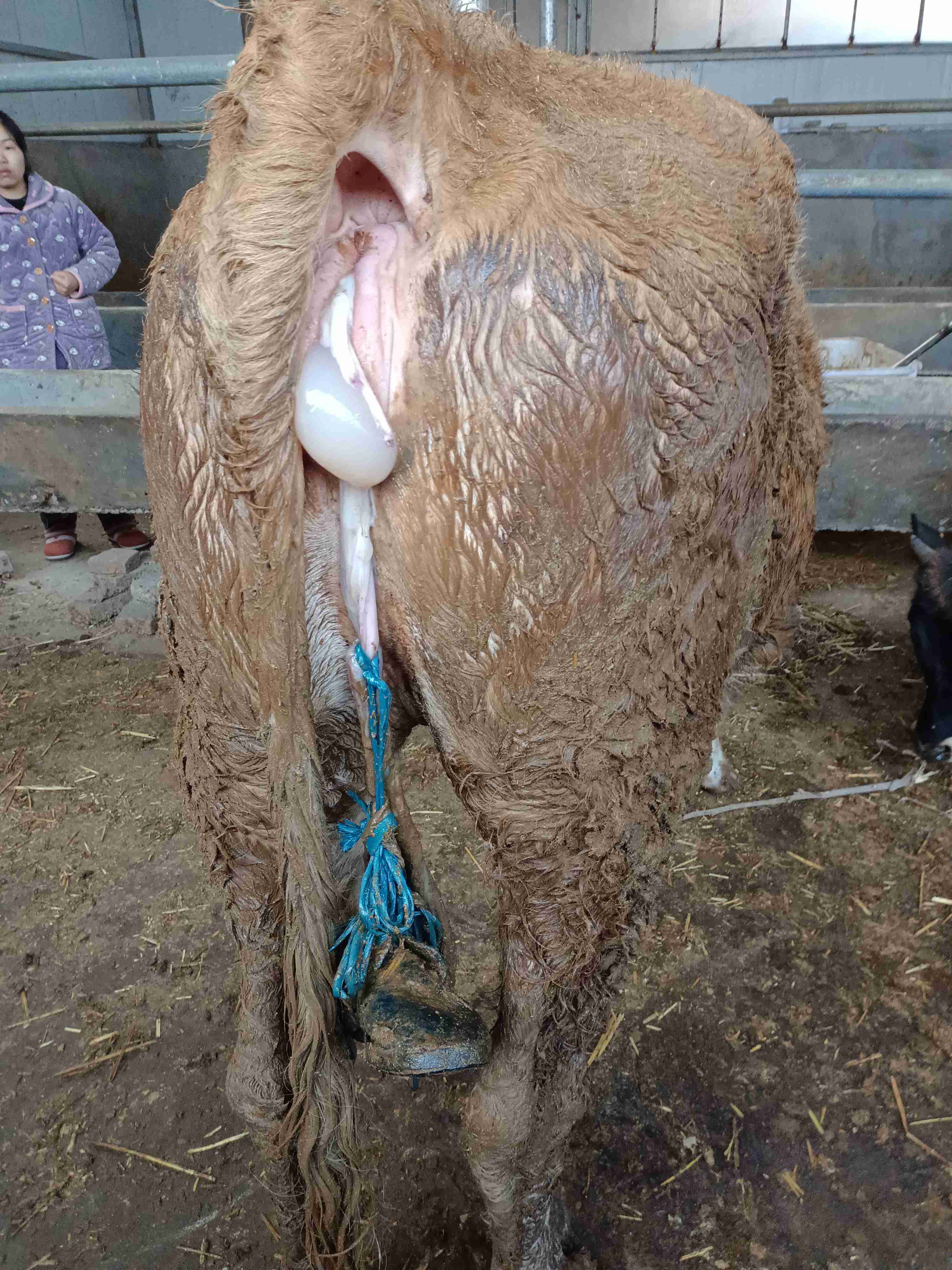 母牛早产45天打了缩宫素胎衣到现在已经三十多个小时了目前是这样的