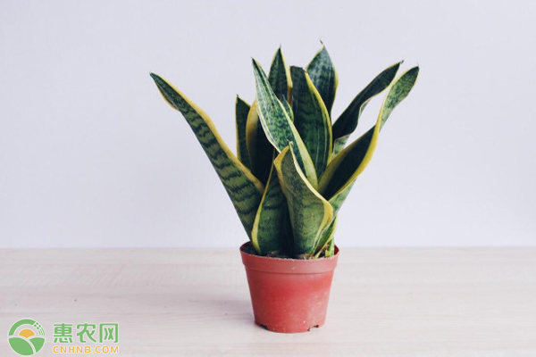 虎皮蘭葉片變軟怎么辦？-圖片版權歸惠農(nóng)網(wǎng)所有