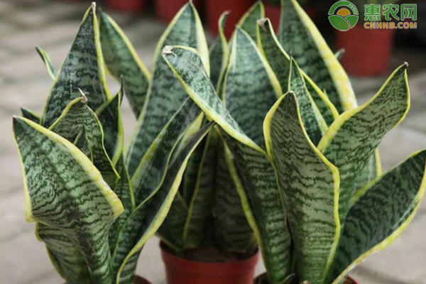 虎皮蘭葉片變軟怎么辦？-圖片版權歸惠農(nóng)網(wǎng)所有