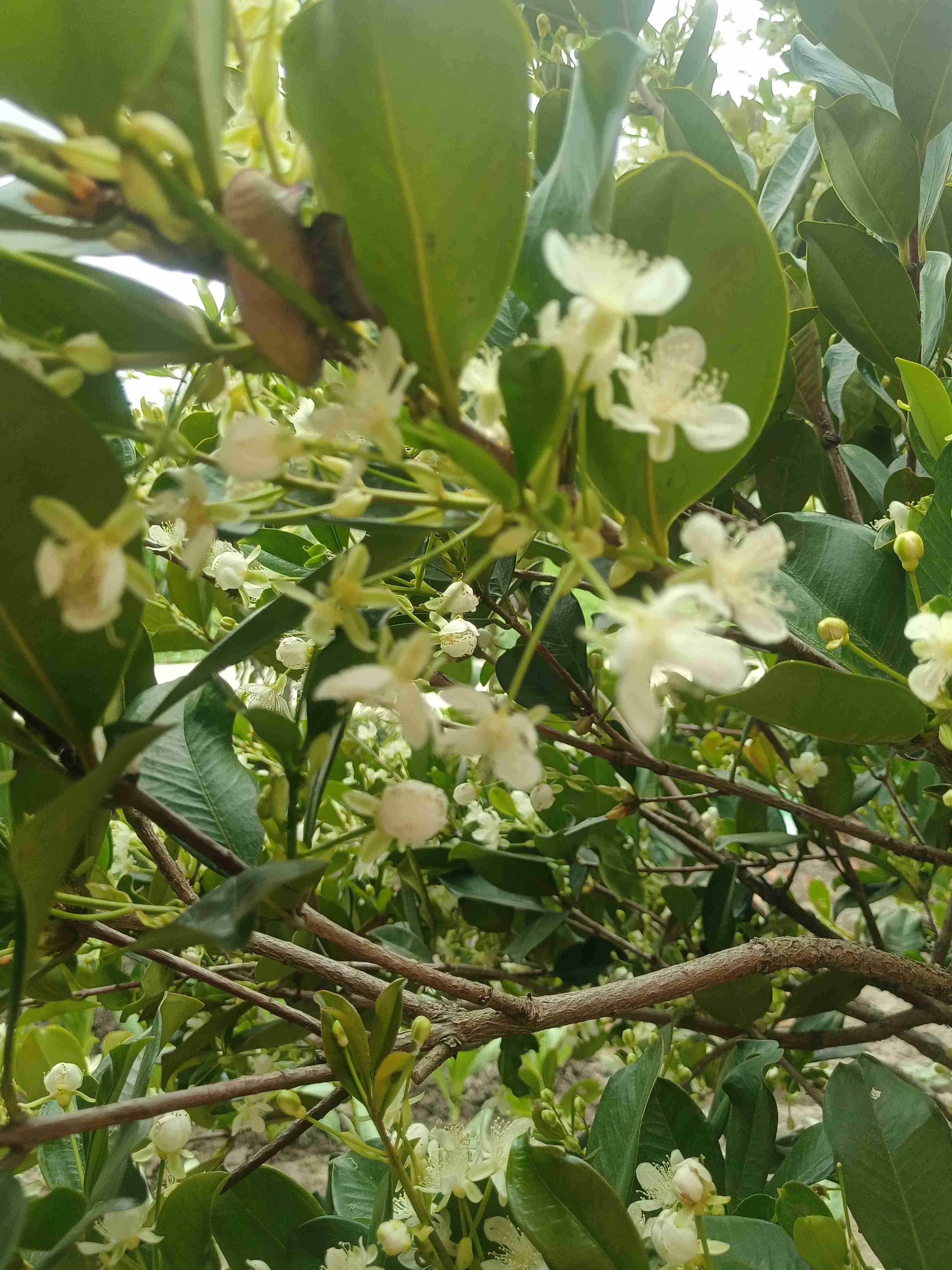巴西小樱桃开花挂果时完全脱落每年都这样而隔壁不到三米处的另外一棵