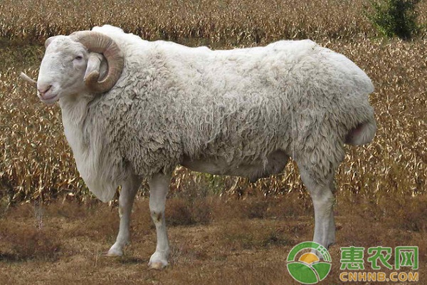 藏羊的養(yǎng)殖方法和技術-圖片版權歸惠農網所有