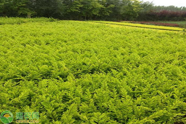 金叶莸人工种植技术-图片版权归惠农网所有