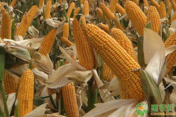 2022山东玉米价格多少钱一斤？