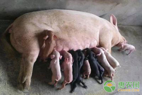 母豬無乳是什么原因造成的？怎么治療？-圖片版權(quán)歸惠農(nóng)網(wǎng)所有