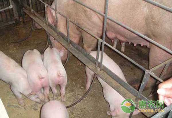 母豬無乳是什么原因造成的？怎么治療？-圖片版權(quán)歸惠農(nóng)網(wǎng)所有