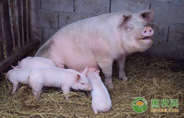 母豬無乳是什么原因造成的？怎么治療？-圖片版權(quán)歸惠農(nóng)網(wǎng)所有