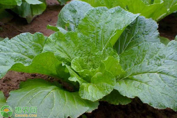 大白菜高產(chǎn)栽培技術(shù)措施-圖片版權(quán)歸惠農(nóng)網(wǎng)所有