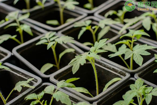 番茄冬季育苗有哪些禁忌？-圖片版權(quán)歸惠農(nóng)網(wǎng)所有