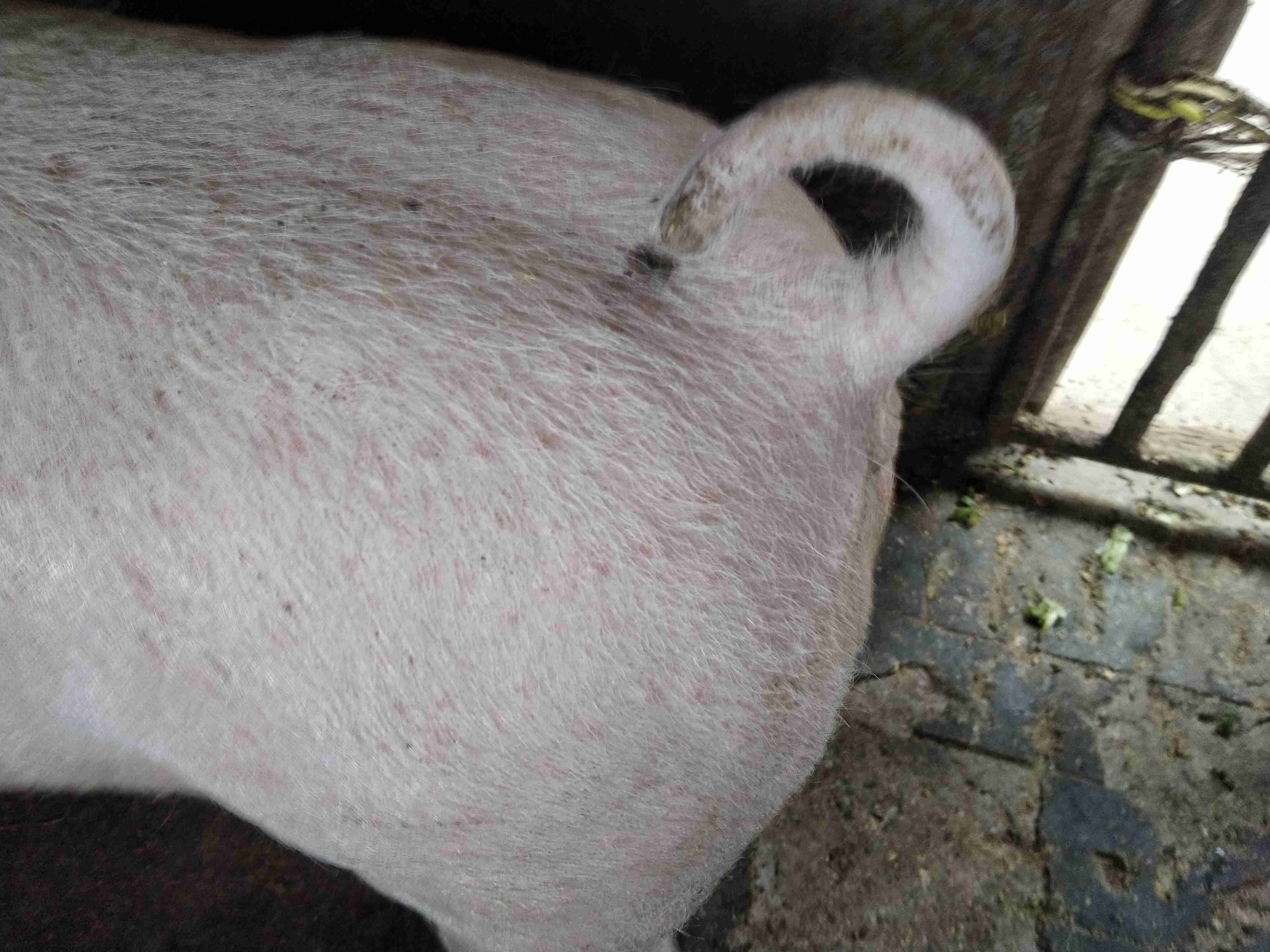 您好请问这个猪红斑是什么病麻烦专家百忙中看下用什么药情况是猪吃食