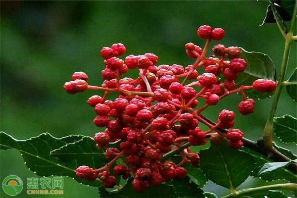 花椒膏药病的危害症状及防治方法-图片版权归惠农网所有