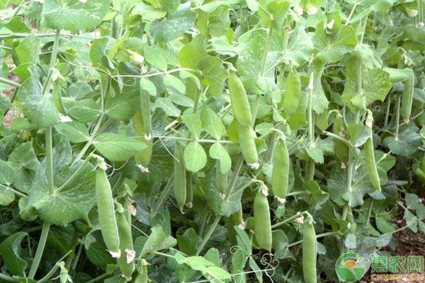 种豌豆的方法步骤