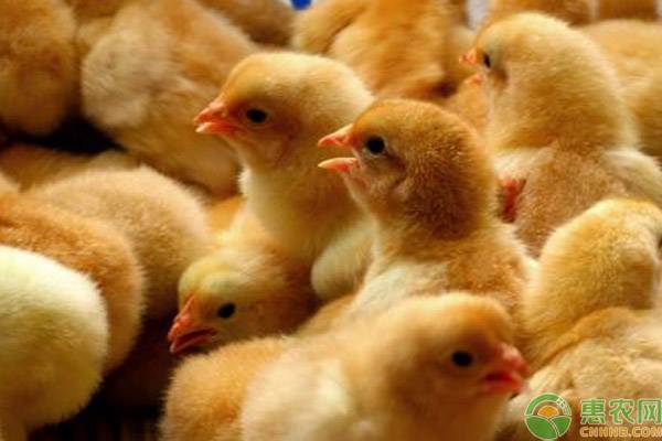 怎样养小鸡成活率最高？