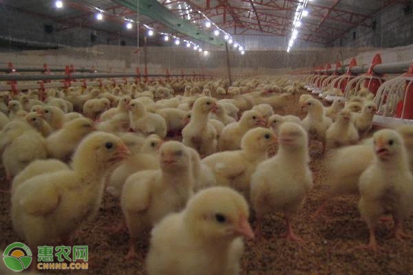 小鸡养殖技术和饲养管理