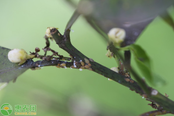 柑橘黄龙病的症状和防治办法-图片版权归惠农网所有