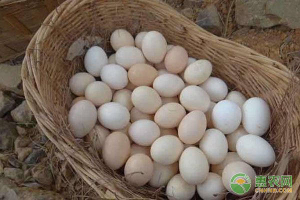 白壳鸡蛋和红壳鸡蛋的区别
