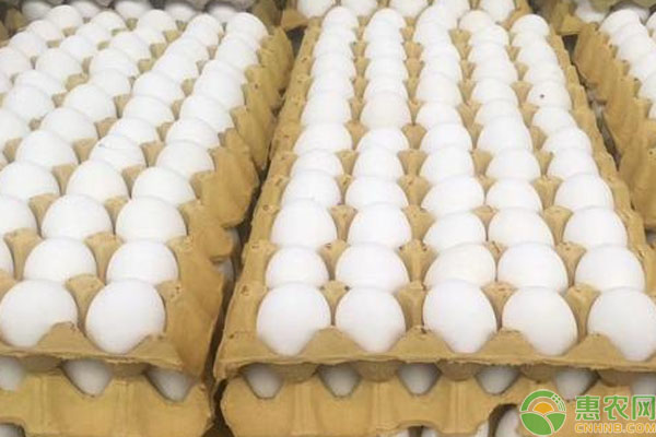 白壳鸡蛋是什么品种鸡？