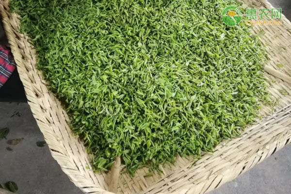 黄山毛峰茶叶多少钱一斤？