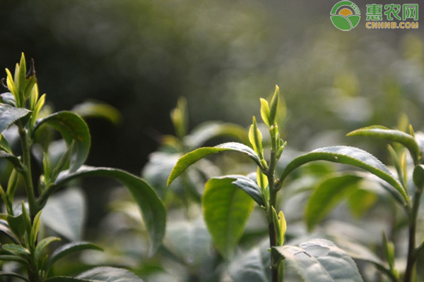 霍山黄芽茶叶价格多少钱一斤？