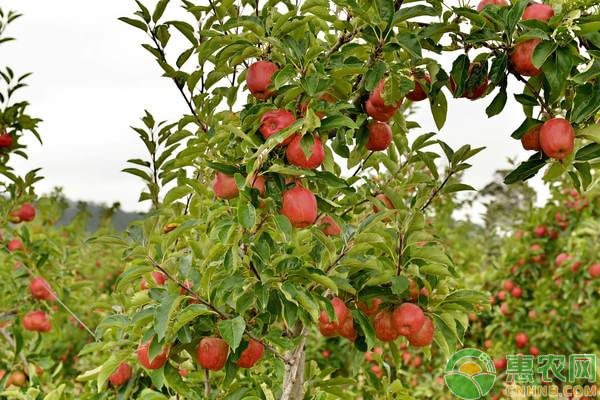 4月苹果树种植管理要点-图片版权归惠农网所有