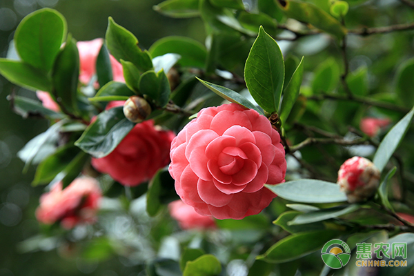 种植课堂：茶花幼苗怎么养护开得好？-图片版权归惠农网所有