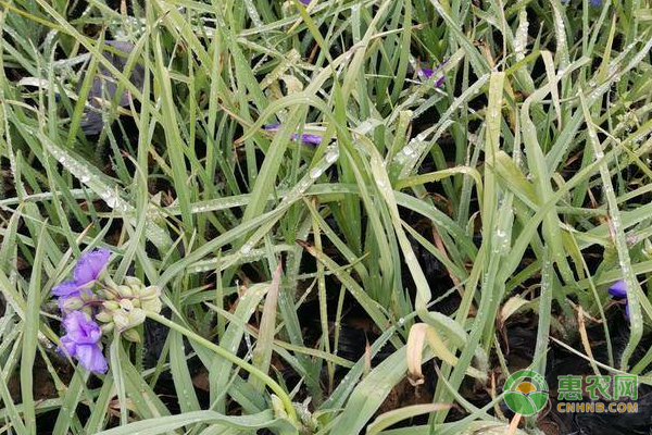 紫露草的养殖方法及养护要点 农技学堂 惠农网