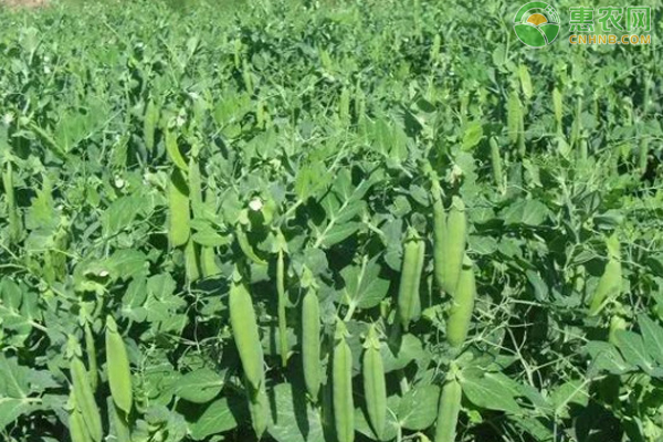 春季露地种植豌豆的时间及技术措施-图片版权归惠农网所有