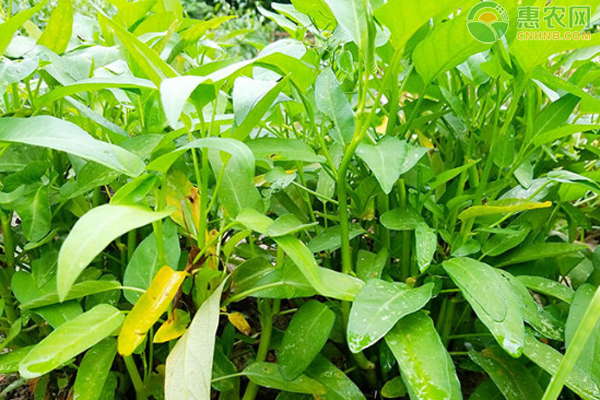 春季空心菜的种植技术要点-图片版权归惠农网所有