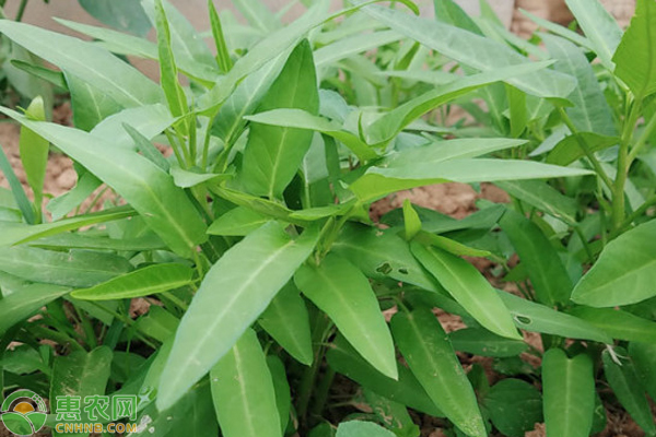 春季空心菜的种植技术要点-图片版权归惠农网所有