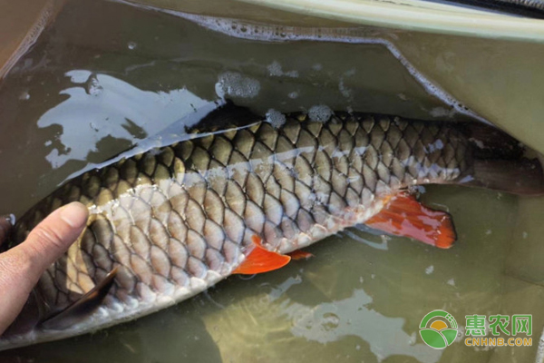 青竹魚(yú)養(yǎng)殖喂什么飼料？-圖片版權(quán)歸惠農(nóng)網(wǎng)所有