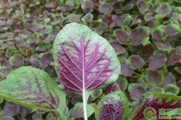 早春苋菜种植应掌握的措施-图片版权归惠农网所有