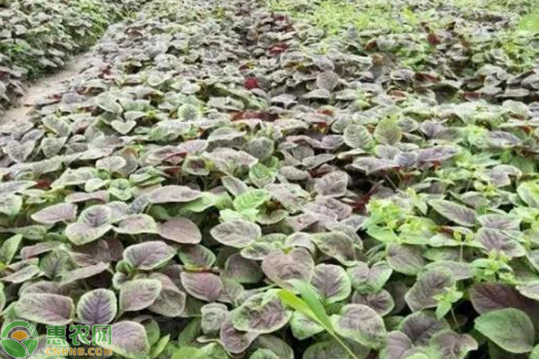 早春苋菜种植应掌握的措施-图片版权归惠农网所有