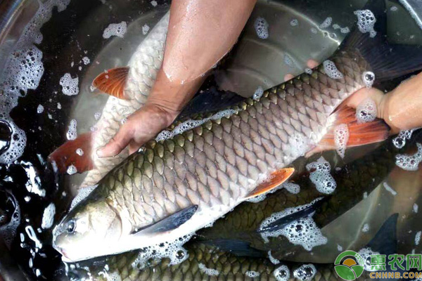 青竹魚(yú)養(yǎng)殖喂什么飼料？-圖片版權(quán)歸惠農(nóng)網(wǎng)所有