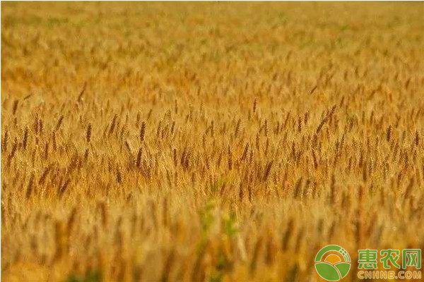2022山东小麦价格多少钱一斤？