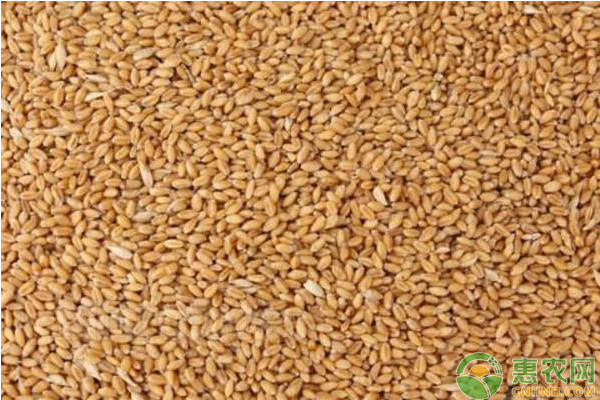 2022山东小麦价格多少钱一斤？