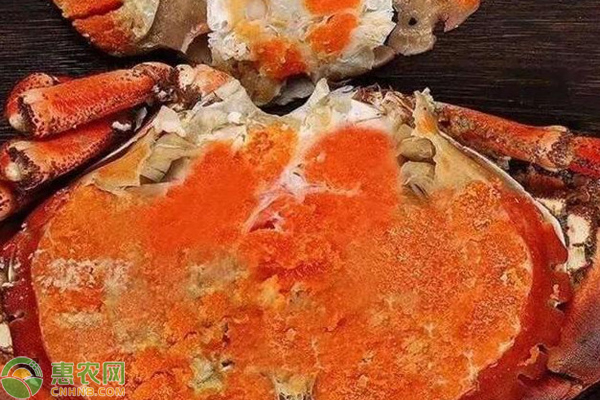 2022面包蟹价格多少钱一斤？