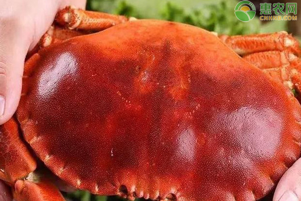 2022面包蟹价格多少钱一斤？