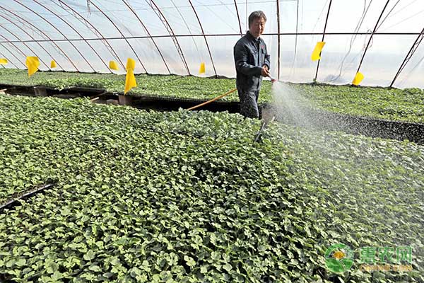 茄子蚜虫的危害症状及防治方法-图片版权归惠农网所有